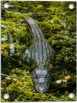 WallClassics - Tuinposter – Alligator tussen Moswater - 30x40 cm Foto op Tuinposter  (wanddecoratie voor buiten en binnen)