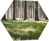 WallClassics - PVC Schuimplaat Hexagon  - Groen Gras in het Bos - 60x52.2 cm Foto op Hexagon (Met Ophangsysteem)