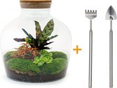 Terrarium - Fat Joe Red - ↑ 30 cm - Ecosysteem plant - Kamerplanten - DIY planten terrarium - Mini ecosysteem + Hark + Schep