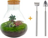 Terrarium - Sam XL Bonsai - ↑ 35 cm - Ecosysteem plant - Kamerplanten - DIY planten terrarium - Mini ecosysteem + Hark + Schep