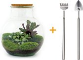 Terrarium - Teddy - ↑ 26,5 cm - Ecosysteem plant - Kamerplanten - DIY planten terrarium - Mini ecosysteem + Hark + Schep
