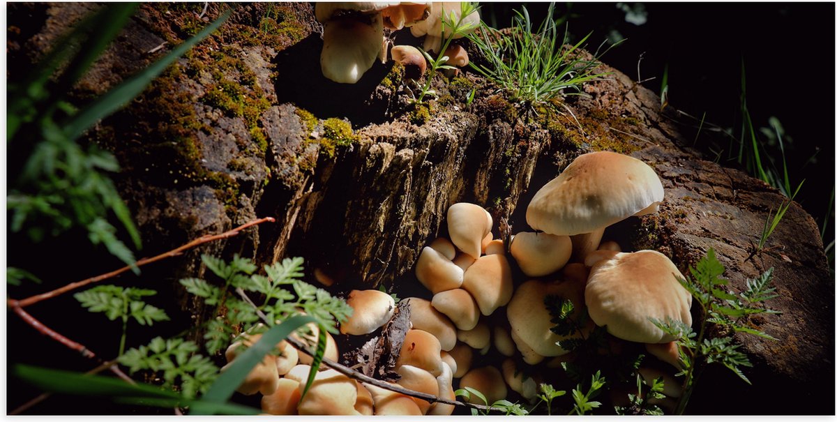 Poster (Mat) - Bruine Paddenstoelen op een Boomstam - 100x50 cm Foto op Posterpapier met e