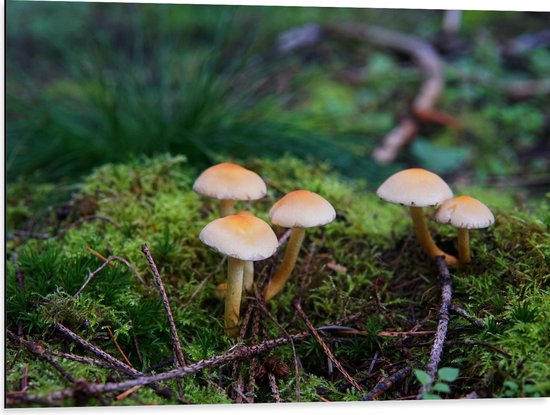 WallClassics - Dibond - Paddenstoelen tussen het Mos - 80x60 cm Foto op Aluminium (Wanddecoratie van metaal)