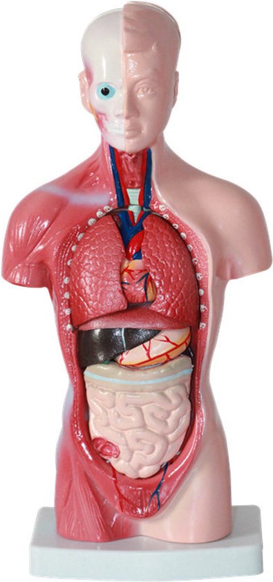 Nixnix - Modèle anatomique - 26cm - Haut du corps - Corps humain