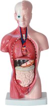 Anatomisch model - 26cm - Bovenlichaam - Menselijk lichaam - Educatief - Biologie - Anatomie