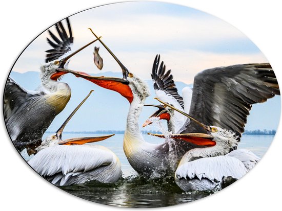 WallClassics - Dibond Ovaal - Pelikanen Vechten om een Vis - 68x51 cm Foto op Ovaal (Met Ophangsysteem)