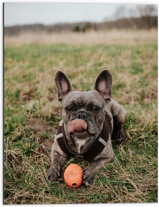 WallClassics - Dibond - Spelende Hond in het Gras - 60x80 cm Foto op Aluminium (Met Ophangsysteem)