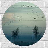 WallClassics - Muursticker Cirkel - Paarden in de Mist - 50x50 cm Foto op Muursticker