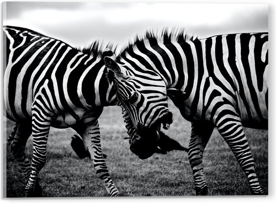 WallClassics - Acrylglas - Stoeiende Zebra's Zwart-Wit - 40x30 cm Foto op Acrylglas (Wanddecoratie op Acrylaat)