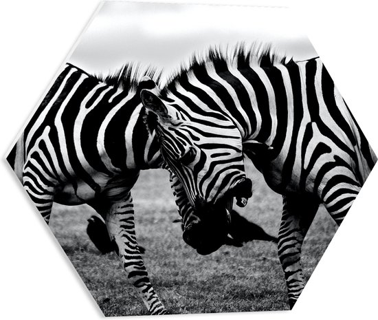 WallClassics - PVC Schuimplaat Hexagon  - Stoeiende Zebra's Zwart-Wit - 50x43.5 cm Foto op Hexagon (Met Ophangsysteem)
