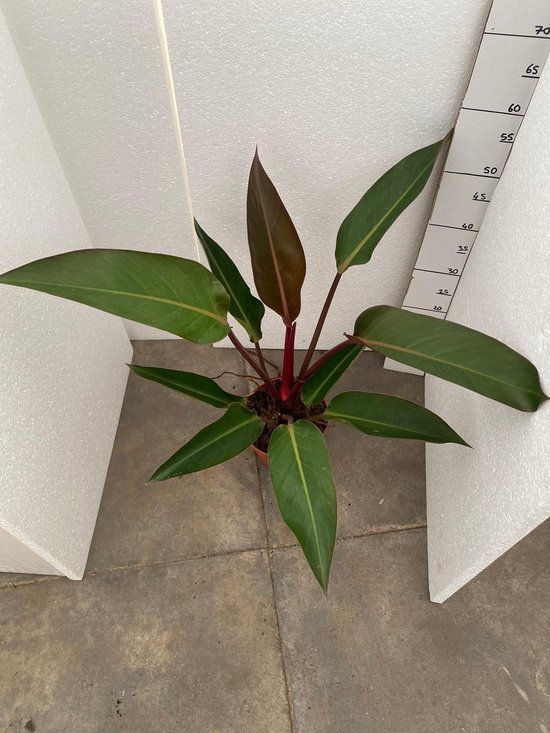 Philodendron Firebird 50cm Taille du pot 19cm Plante d'intrieur rare |  bol