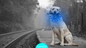 Led Halsband Hond Usb Oplaadbaar 20-70 CM - Led Honden Halsband - Blauw - Extra Small tm Extra Large - Universeel - Honden lampje - Honden Licht - Honden Veiligheid - Lichtgevende Halsband Hond - Samstar