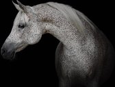 Fotobehangkoning - Behang - Fotobehang - Wit Paard op Zwarte Achtergrond - Vliesbehang - 152,5 x 104 cm