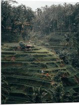 WallClassics - PVC Schuimplaat- Landbouwvelden in Bali - 60x80 cm Foto op PVC Schuimplaat
