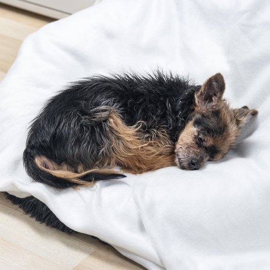Een klein hondje met zwart en bruin haar ligt opgerold op een witte deken.
