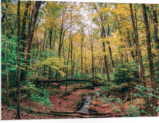 WallClassics - Feuille de mousse PVC - Arbres tombés au-dessus de la rivière - 100x75 cm Photo sur feuille de mousse PVC