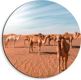 WallClassics - Dibond Muurcirkel - Kudde Dromedarissen in de Woestijn - 40x40 cm Foto op Aluminium Muurcirkel (met ophangsysteem)