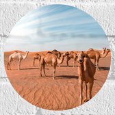 WallClassics - Muursticker Cirkel - Kudde Dromedarissen in de Woestijn - 20x20 cm Foto op Muursticker