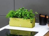 Cobble Trio - Pot à herbes aromatiques Design avec système d'arrosage - Basilic vert - Herb box - Jardinière - Herboristerie