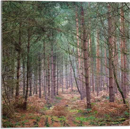 WallClassics - Verre Acrylique - Branches Vertes Vives sur Arbres - Photo 50x50 cm sur Verre Acrylique (avec système de suspension)