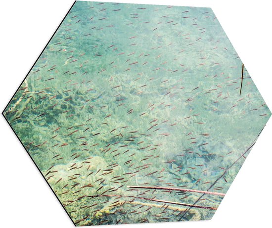 WallClassics - Dibond Hexagon - School Vissen in Helder Lichtblauw Water - 70x60.9 cm Foto op Hexagon (Met Ophangsysteem)