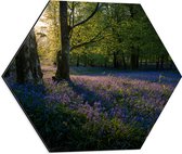 WallClassics - Dibond Hexagon - Zonnetje Schijnend op Lavendel  - 50x43.5 cm Foto op Hexagon (Met Ophangsysteem)
