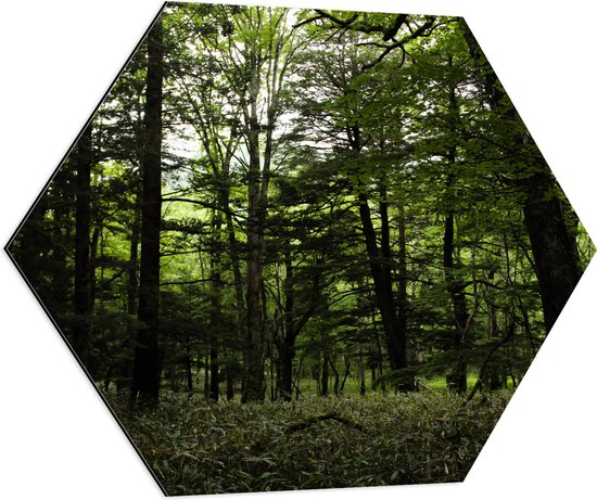 WallClassics - Dibond Hexagon - Alleenmaar Groen in het Bos - 70x60.9 cm Foto op Hexagon (Met Ophangsysteem)