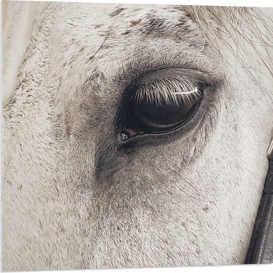 WallClassics - Acrylglas - Één oog van Wit Paard - 80x80 cm Foto op Acrylglas (Met Ophangsysteem)