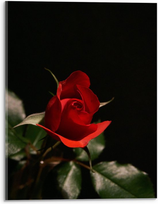 WallClassics - Verre Acrylique - Rose rouge en gros plan avec feuilles vertes - 30x40 cm Photo sur verre acrylique (Décoration murale sur acrylique)