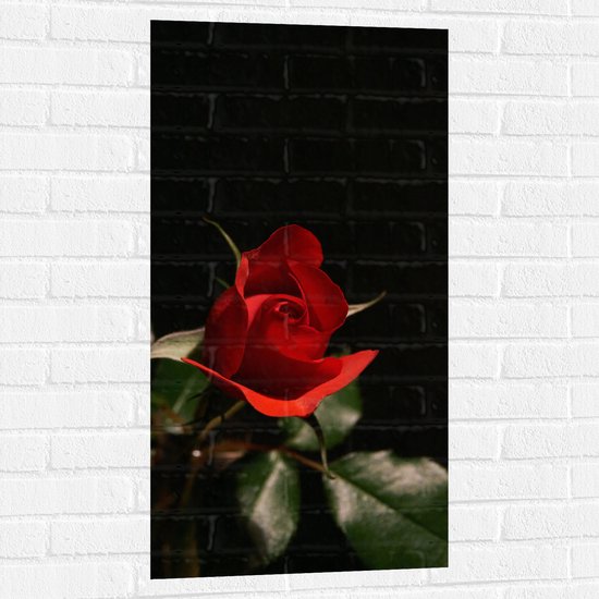 WallClassics - Muursticker - Close-Up Rode Roos met Groene Bladeren - 50x100 cm Foto op Muursticker