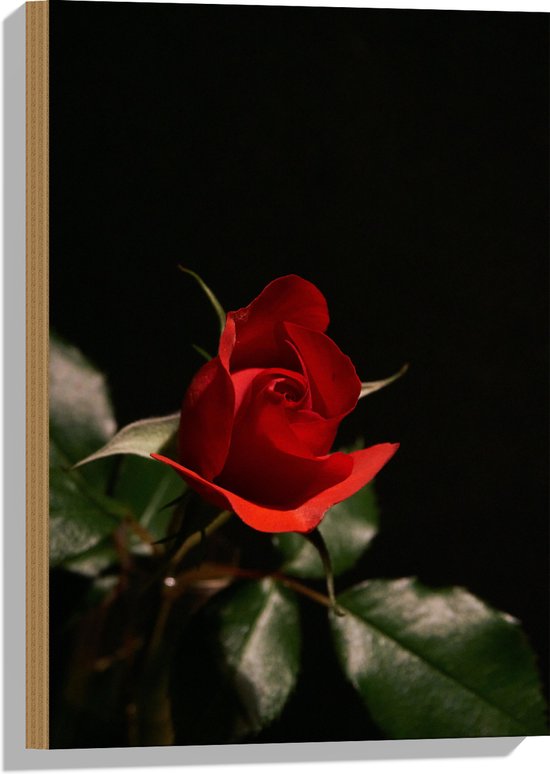 WallClassics - Hout - Close-Up Rode Roos met Groene Bladeren - 40x60 cm - 12 mm dik - Foto op Hout (Met Ophangsysteem)