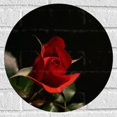 WallClassics - Muursticker Cirkel - Close-Up Rode Roos met Groene Bladeren - 40x40 cm Foto op Muursticker