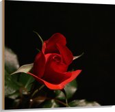 WallClassics - Hout - Close-Up Rode Roos met Groene Bladeren - 100x100 cm - 12 mm dik - Foto op Hout (Met Ophangsysteem)