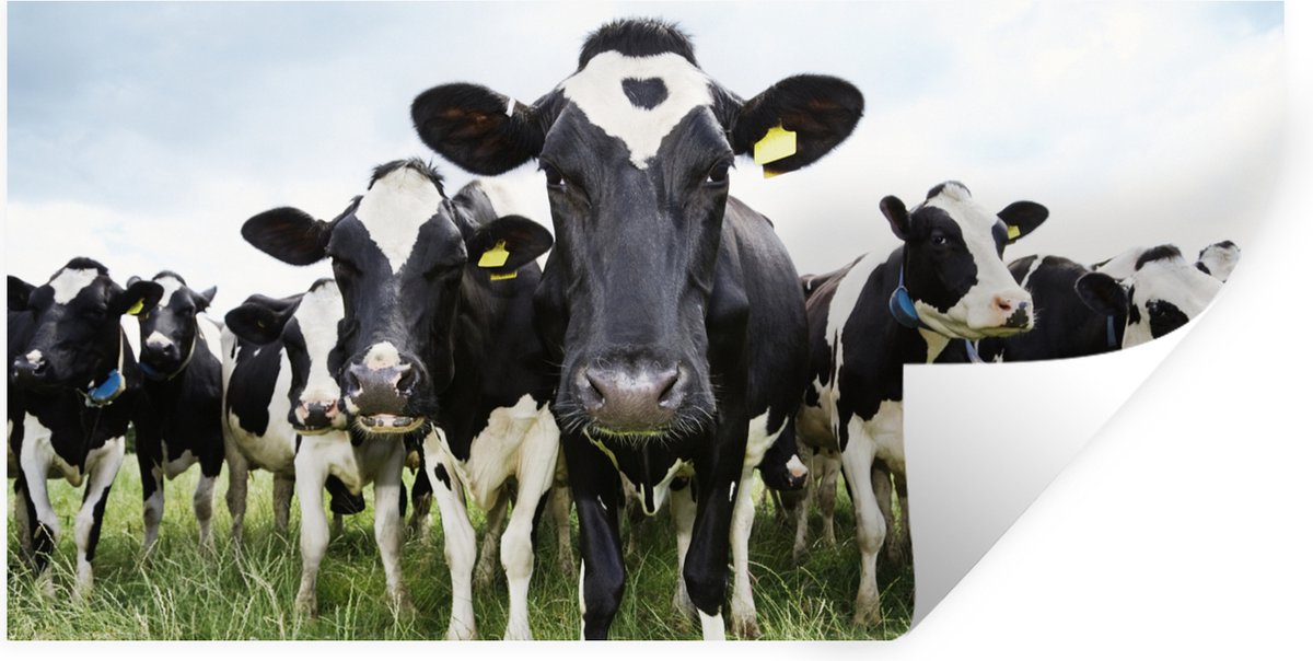 Muurstickers - Sticker Folie - Koeien - Gras - Lente - Dieren - Weiland - Boerderij - 40x2