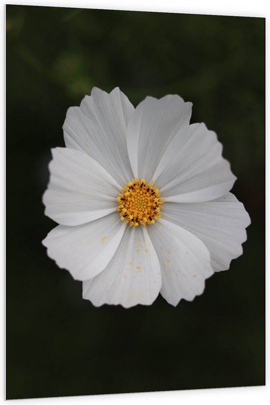 WallClassics - PVC Schuimplaat- Witte Cosmea Bloem - 100x150 cm Foto op PVC Schuimplaat