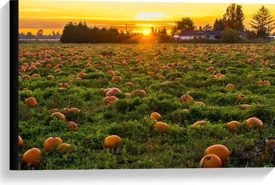 WallClassics - Toile - Soleil couchant au Champ de Citrouilles - 60x40 cm Photo sur Toile Peinture (Décoration murale sur Toile)