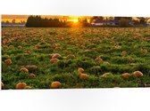 WallClassics - Plaque de Mousse PVC - Soleil Couchant au Champ de Citrouilles - 100x50 cm Photo sur Plaque de Mousse PVC (Avec Système d'accrochage)