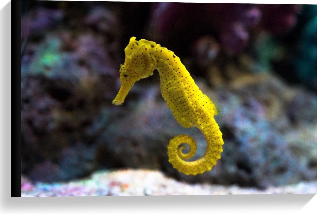 Canvas - Geel Zeepaardje in Aquarium - 60x40cm Foto op Canvas Schilderij (Wanddecoratie op Canvas)