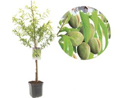 Prunus dulcis Robijn | amandel | laagstam
