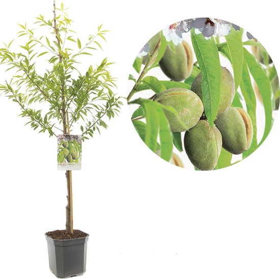 Prunus dulcis Robijn | amandel | laagstam