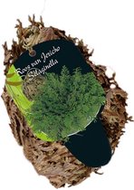 Roos van Jericho Selaginella los per 3 (zonder steeketiket) | zomerbloeier | groen