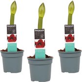 Mama's Planten -   Hippeastrum Dark Red (3 Stuks) - Vers Van De Kweker- ↨ 25cm - ⌀ 13cm