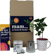 Leukdankje.nl Mama Cadeautje Theeplant Theepot DIY