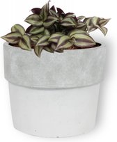 Kamerplant Tradescantia Violett Hill - ↕ ± 20cm - Ø 12cm - in witte betonnen pot