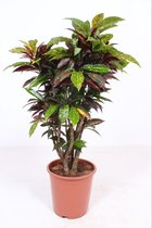 Kamerplant van Botanicly – Croton – Hoogte: 110 cm – Codiaeum variegatum Freckles