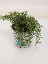 Kruid van Botanicly – Rozemarijn – Hoogte: 22 cm – Rosmarinus officinalis Prostratus