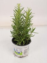 Kruid van Botanicly – Rozemarijn – Hoogte: 28 cm – Rosmarinus officinalis