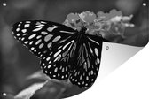 Tuinposters buiten Blauwe Tijger vlinder - zwart wit - 90x60 cm - Tuindoek - Buitenposter