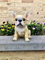 Hond - puppy - Franse Buldog - blond - polyester -polystone - beeld - tuinbeeld - hoogkwalitatieve kunststof - decoratiefiguur interieur - accessoire - voor binnen - cadeau - geschenk