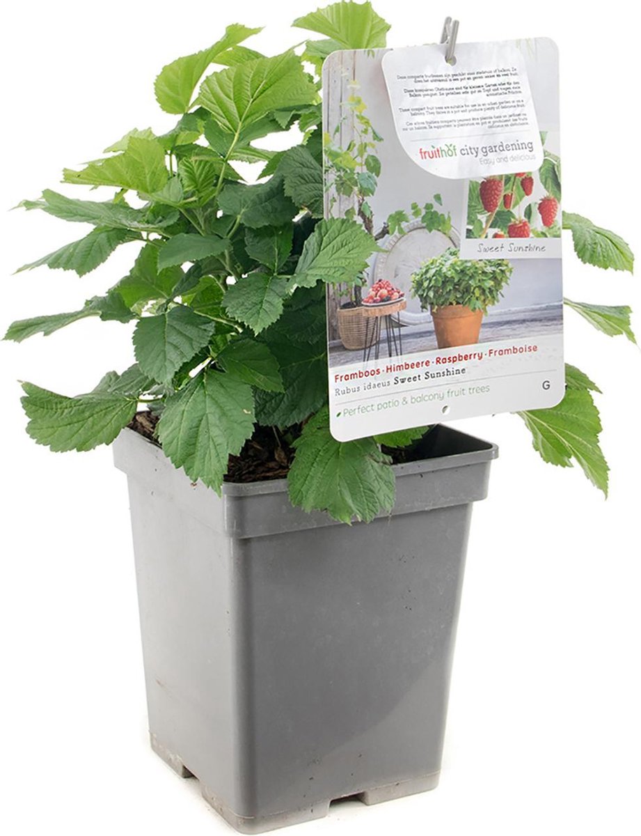 Rubus idaeus Sweet Sunshine | compacte framboos |  Ø 18 cm